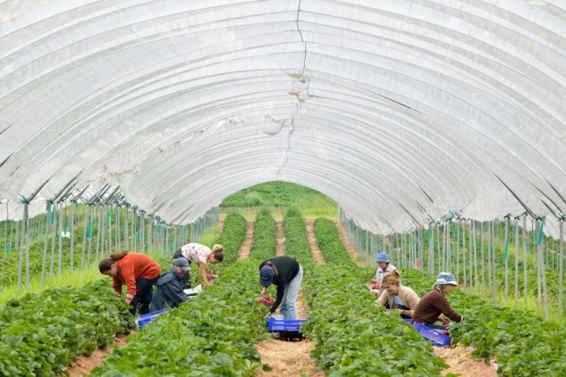 fruitpicking